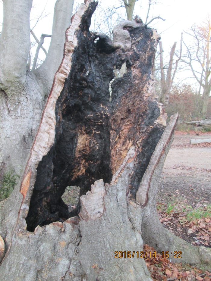 "There's more holes in this stump than ladders in my wife's tights!" (Shapely as it is, somehow the wife's got the edge on it).