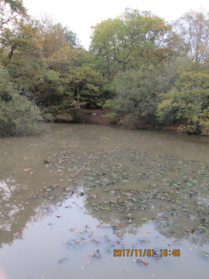 The mere seen from the pier (he's a poet and knows it!) in an autumnal setting with dead leaves floating on the surface