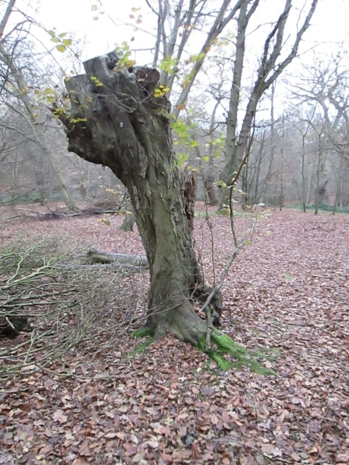 Off the beaten track, down amongst the trees, a bit of man-made wood sculpture against a backdrop of winter leaves