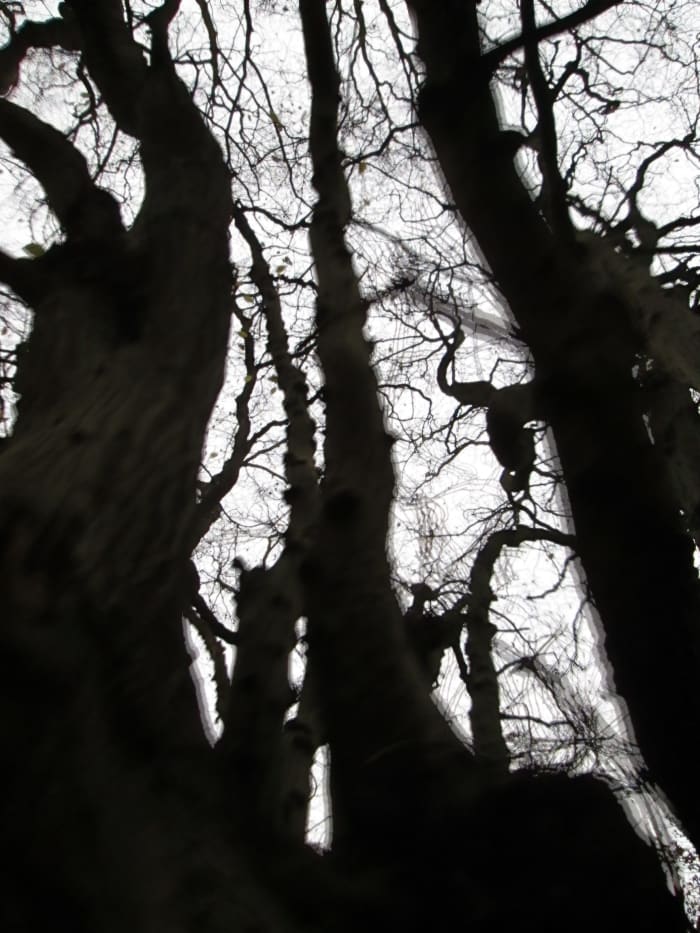 Mid-winter starkness - without leaves the trees look threatening in the fading light. The camera wasn't being shaken, an energetic wind blew the boughs pretty briskly