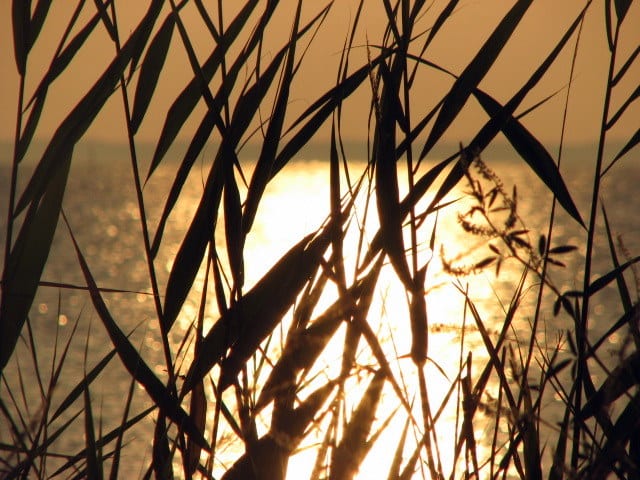 The sun shines brightly on the Chesapeake Bay just off of Saxis Island, Accomack County, Virginia. What a terrific view! However, no Chessie found.