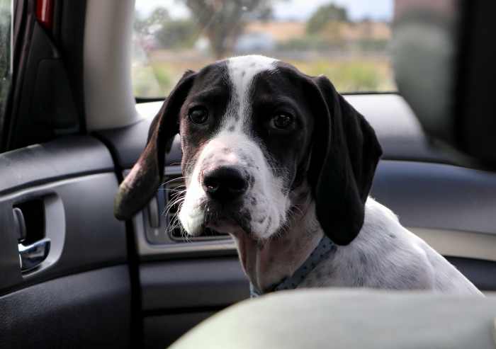 Never leave your dog in a hot car.