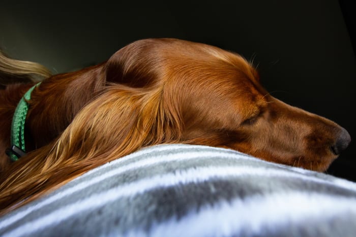 Signs your dog misses you.