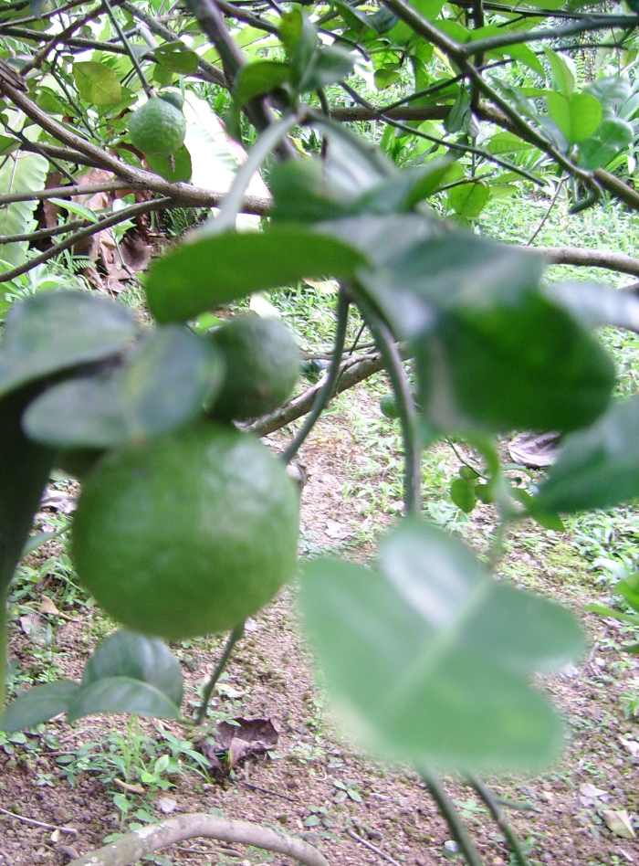 "Limau purut" / Kaffir lime (Citrus hystrix). This type of lime can be identified by its distinctive leaves which are shaped like a figure "8".