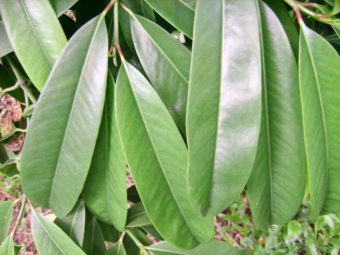 "Asam gelugor" (Garcinia atroviridis) leaves. This is a large-sized tree. The leaves are edible, with a slightly sourish taste. But it is its fruits which are commonly used. They are sliced and dried, then added to hot and sour dishes such as Penang