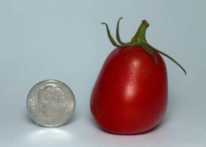 Hopefully, your tomatoes will be bigger than this one, which was my first ripe tomato of the season. Copyright 2010 Bill Yovino