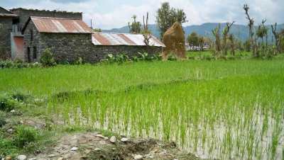 The outskirts of Pokhara are lush and green, with rice paddies and corn fields surrounding the small homesteads.