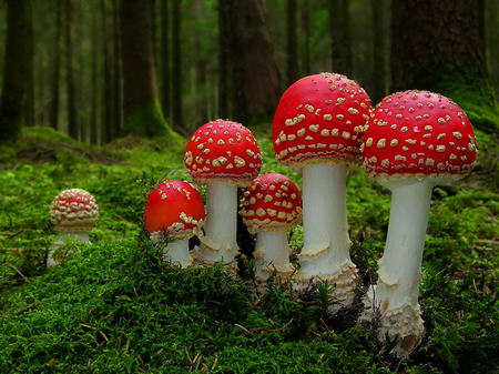 A group of Fly Agaric (Amanita muscaria) growing in a compact formation - It's unusual to see Agarics growing so compact like this
