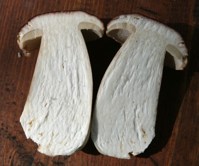 Cross-section of a cep/porcino mushroom showing white flesh, broad stem, and tubes on the underside.