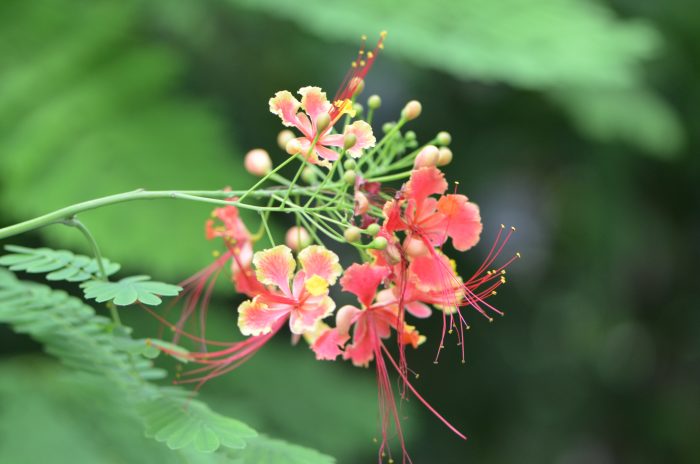 Photo 6 - These flowers bloom on a tree, and I love their coloring.