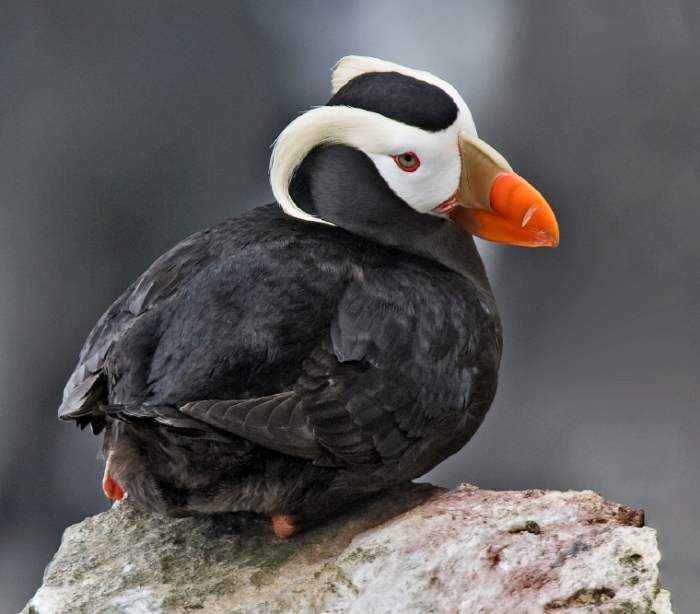 where-to-find-puffins-around-the-world