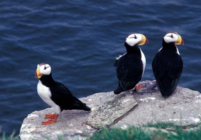 where-to-find-puffins-around-the-world