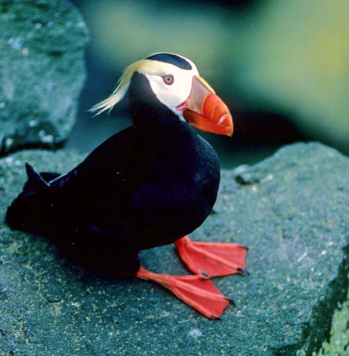 where-to-find-puffins-around-the-world