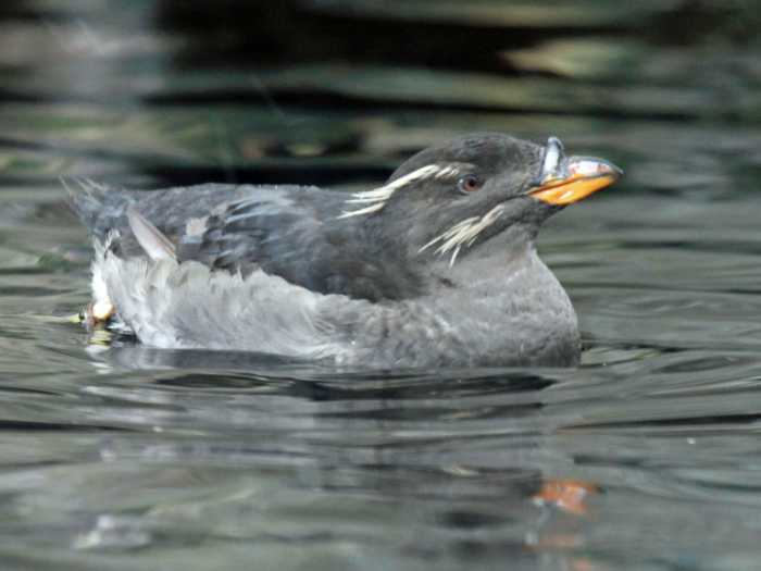 where-to-find-puffins-around-the-world