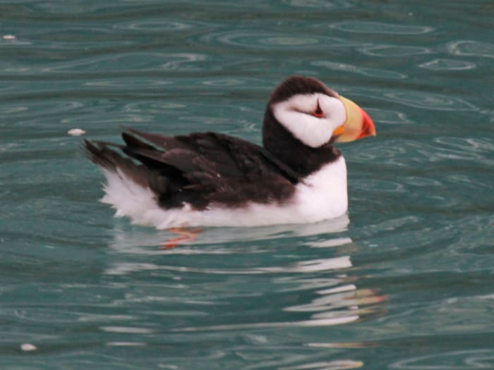 where-to-find-puffins-around-the-world
