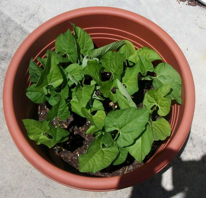fresh fruits and vegetables from the garden is not only a great source of Gout fighting nutrion but also a great source of excercise