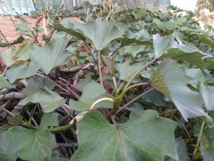 Sweet potato. The young leaves and tops are often used in cooking in some countries such as the Philippines.