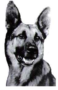 Strongheart did much to make German Shepherds popular after World War 1.