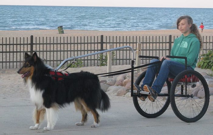 Example of one kind of cart that works well for dog carting displacing weight away from the dog's spine.