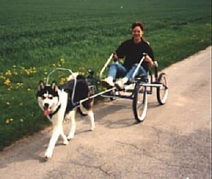 This is the ultimate dog carting experience as the sacco cart is great for all terrain and incredibly stable.