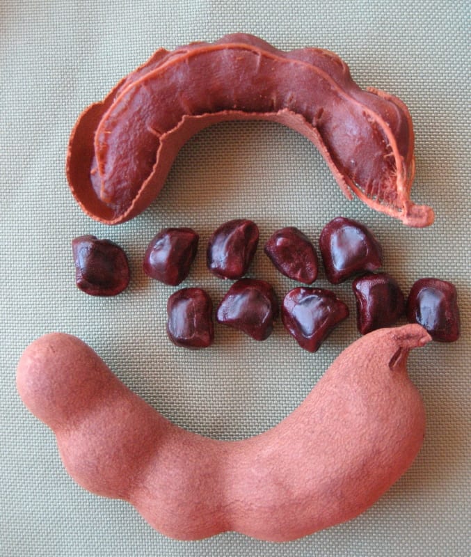 Tamarind (Imli) Mature Fruit & Seeds