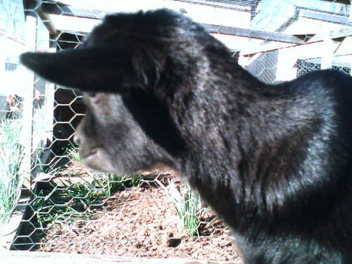 Because many farm animals eat grass, I used diatomaceous earth in the yard instead of Sevin dust in animal habitats.