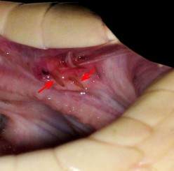 In the False Water Cobra, the fangs are located in the back of the mouth instead of the front like most other snakes.