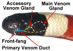 This picture was taken from another great hub. It shows a close up of the Arizona Coral Snake with labels.