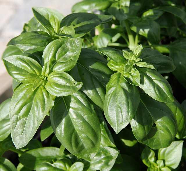 The scent of basil-- just close your eyes and open your mind and imagine you can smell the goodness.