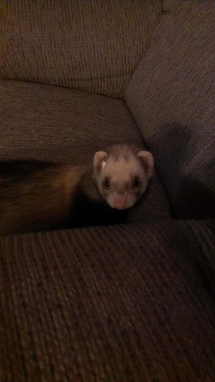 This picture is from when my ferret was tunneling through some Styrofoam just for fun, and as you can tell she still has a little stuck to her cute little face.
