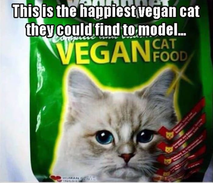 Dogs can survive on vegetables, but they will not thrive. Cats are carnivores, and forcing vegan food on a cat is hatred of cats.