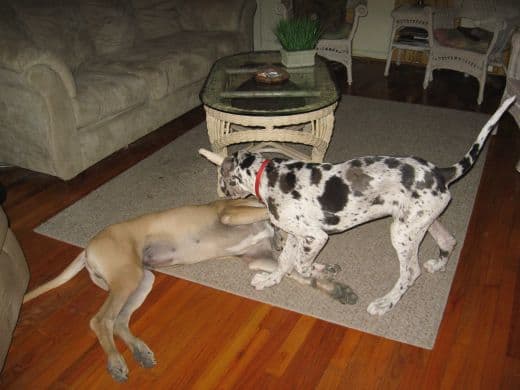 Hamlet and Grendel as puppies. Grendel is three months old, and Hamlet is five months old here.