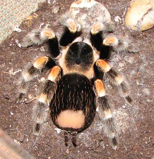 Bald area is where the tarantula has "flung" its spiny, needle-like hairs at a predator.