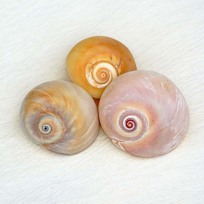 Conchs, Top Shells, Moon Shells, Cone Shells, Whelks and More Univalves