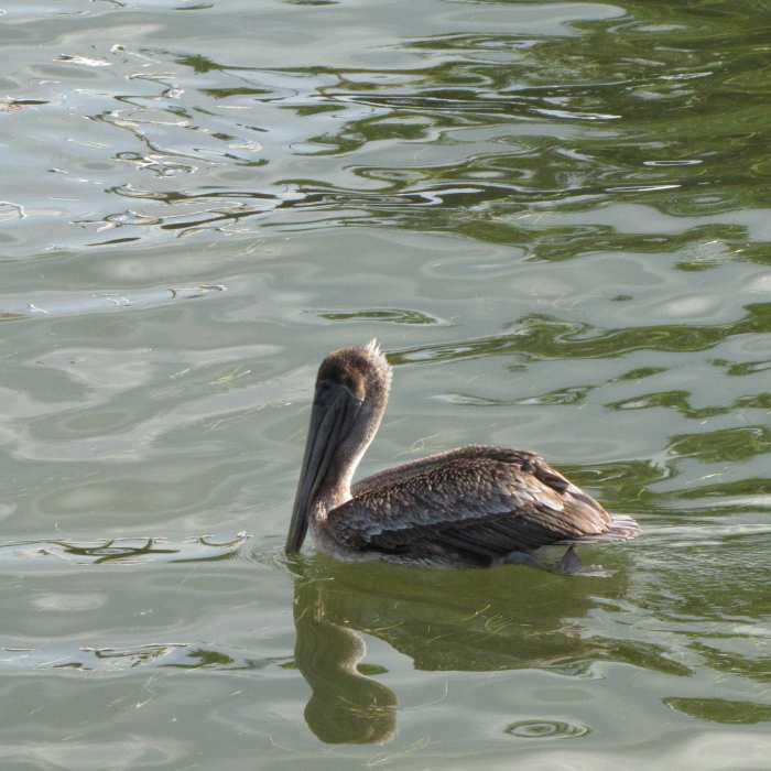 Brown pelican. The large pouch isn't always visible when the beak is held like this.
