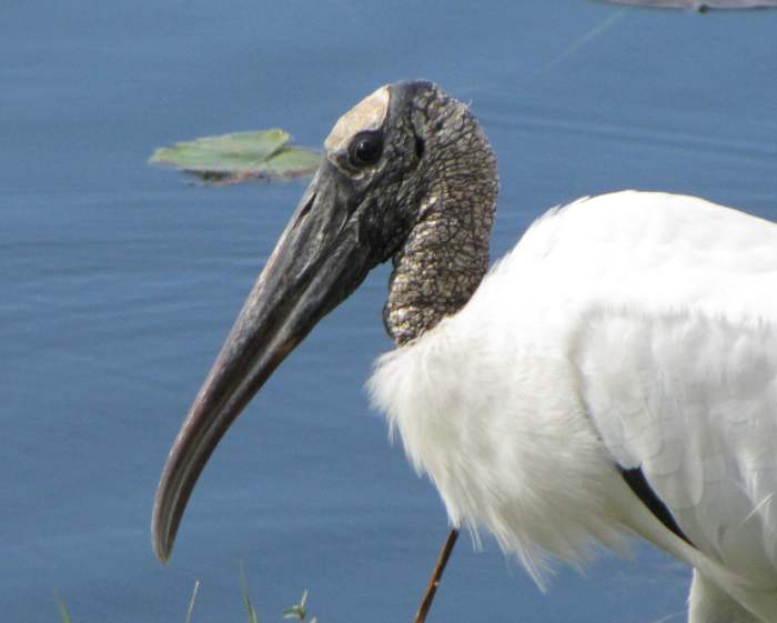 Wood stork - large white bird with black bare head & heavy beak. Black on wing tips when flying. Flies with head extended.