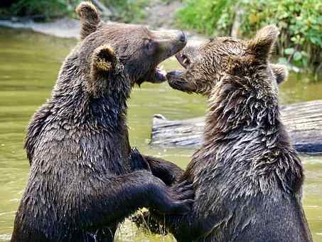 Always ready and prepared to step up and take action. These bears are certainly living up to their fearsome reputation.