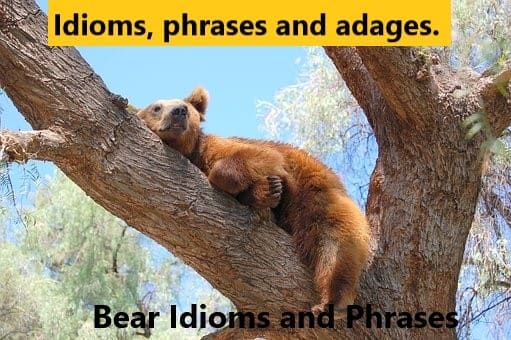 Idioms about Bears. Bears are such strong and formidable characters - even when just chilling.