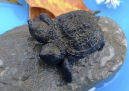 Sept. 25, 2014, a two-headed snapping turtle sits on a rock in Hudson, Maine. Kathleen Talbot, of Hudson, found the baby..