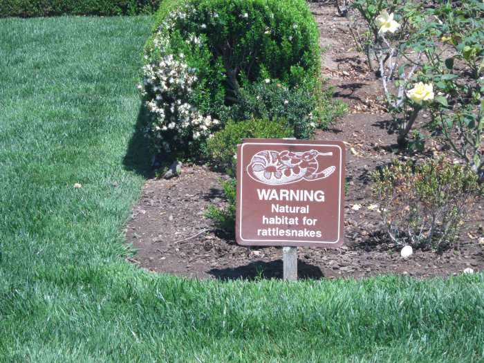 Picture taken at the Ronald Reagan Library, Simi Valley, California... rattlesnakes are found there as well as in Nevada.