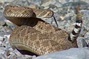 Western Diamondback - their tail is referred to as a "coon" tail for obvious reasons, the ring pattern on the tail.