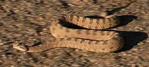 A "Sidewinder" also referred to as a horned rattlesnake because of horn like growths on it's head.