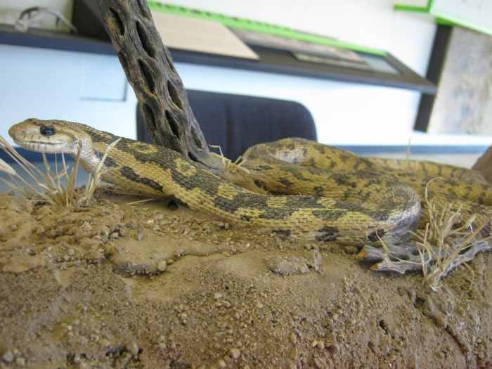 Mojave Rattlesnake (sometimes called "Mojave Green") - picture taken at the Red Rock Canyon Visitor's Center.