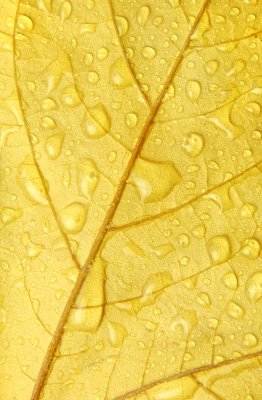 It's not a good sign when your houseplants start turning yellow.