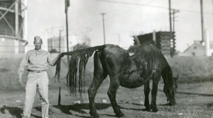 An unmarked picture showing a man in uniform holding the tail of a grazing horse. I would estimate this picture to date from the 1930s. Can anyone identify the uniform?