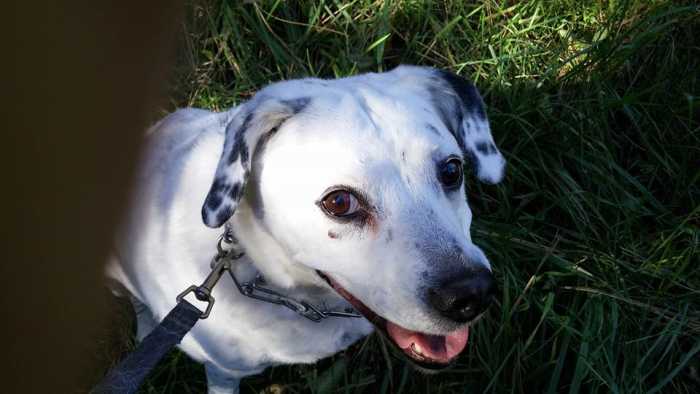 The most powerful and loving words ever spoken to me came from a fur-child - not a human.