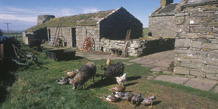 Orkney Farm Museum with the breed of sheep originally bred in Scandinavia, uniquely adapted to this part of the world