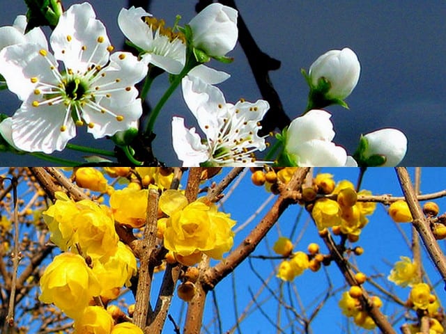 White and yellow plum blossoms are the other varieties. The red and pink are more significant for Chinese New Year celebration