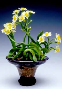 Narcissus carving is an art developed in China for more than 1000 years and this type of water narcissus is a popular plant for display during Chinese New Year