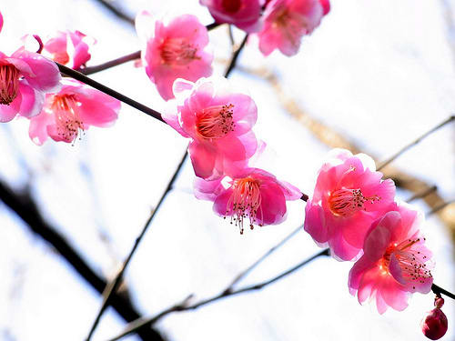 Plum blossoms will flower in the bitter winter from a branch that seems lifeless, which to the Chinese symbolizes hope and courage. A very important Chinese symbol for prosperity.